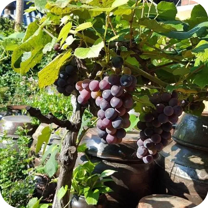 Jeonju Hanok Maeul Hanok Gotek Bugyeongdang 호텔 시설 이미지