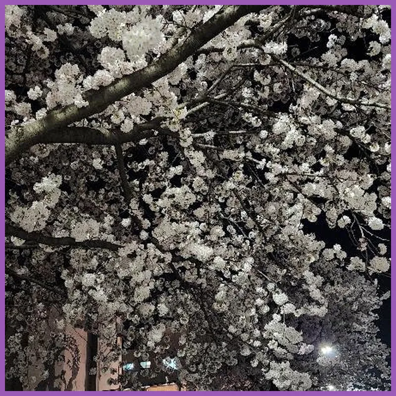 SL Hotel Gangneung 호텔 이미지