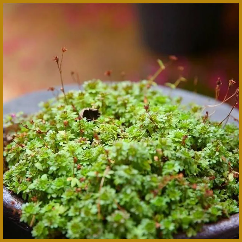 Jeonju Kotjam Hanok Pension 호텔 시설 이미지