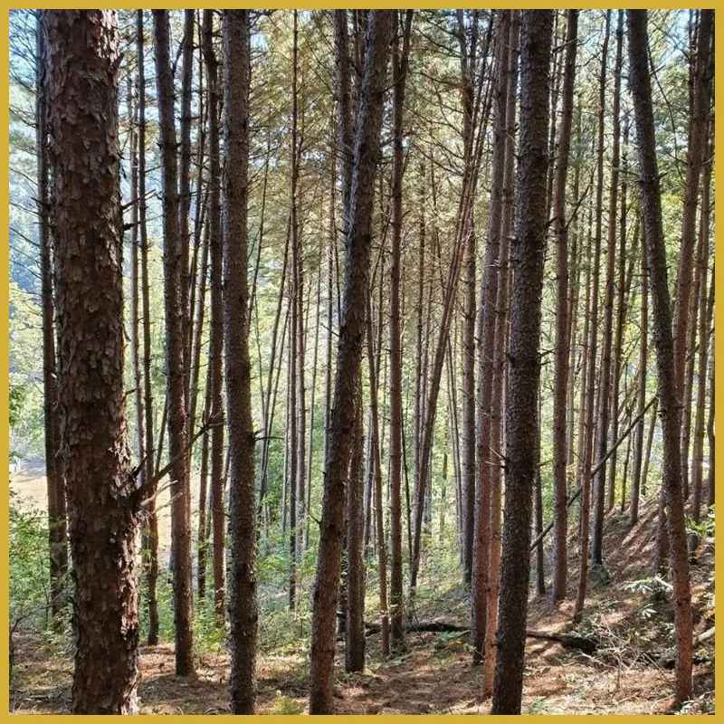 Yangpyeong Yeonhwadogam 호텔 이미지