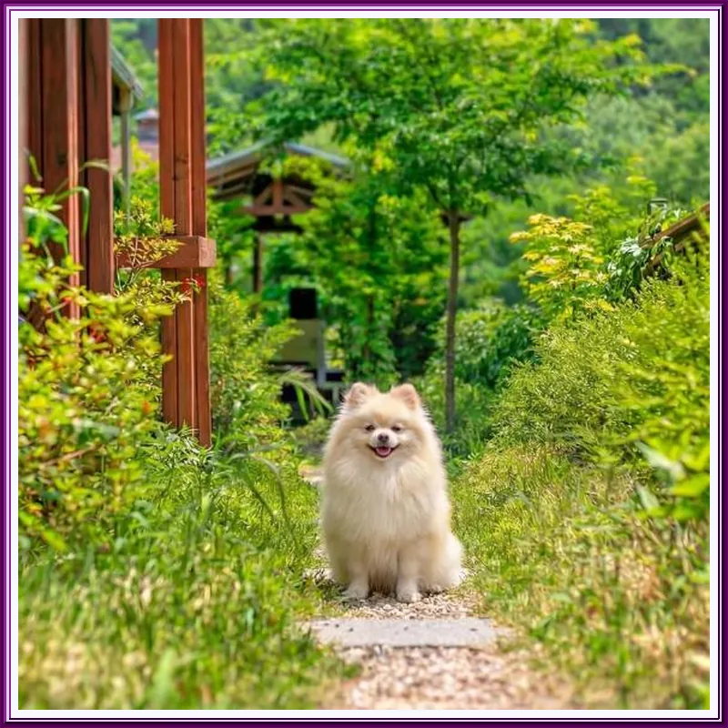 Gapyeong Swimteo Pet Pension 호텔 이미지