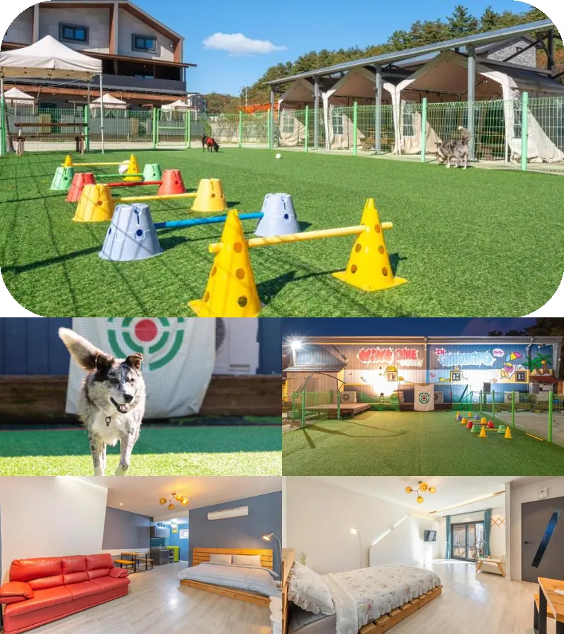 Gangneung NineOne Pet Pension 호텔 기타 이미지
