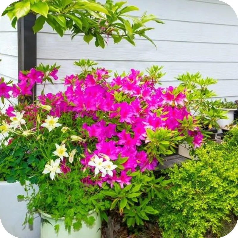Modni Pension 호텔 시설 이미지