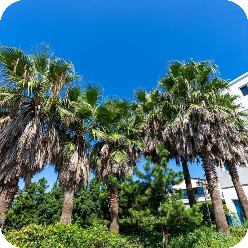 Hotel The Grang JeJu Jungmun 호텔 시설 이미지