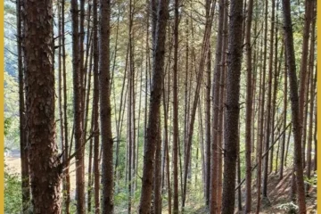 Yangpyeong Yeonhwadogam