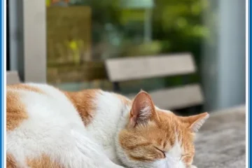 모카포레스트하우스